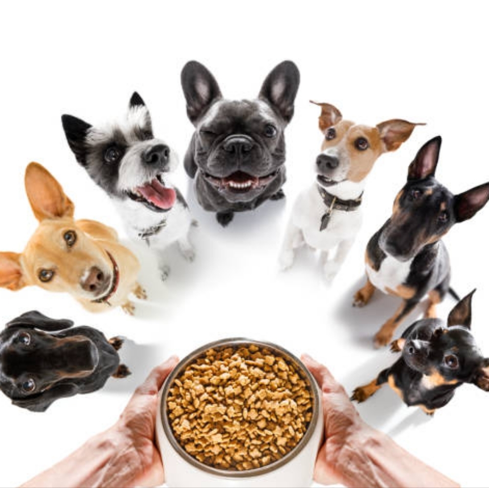 Pet section